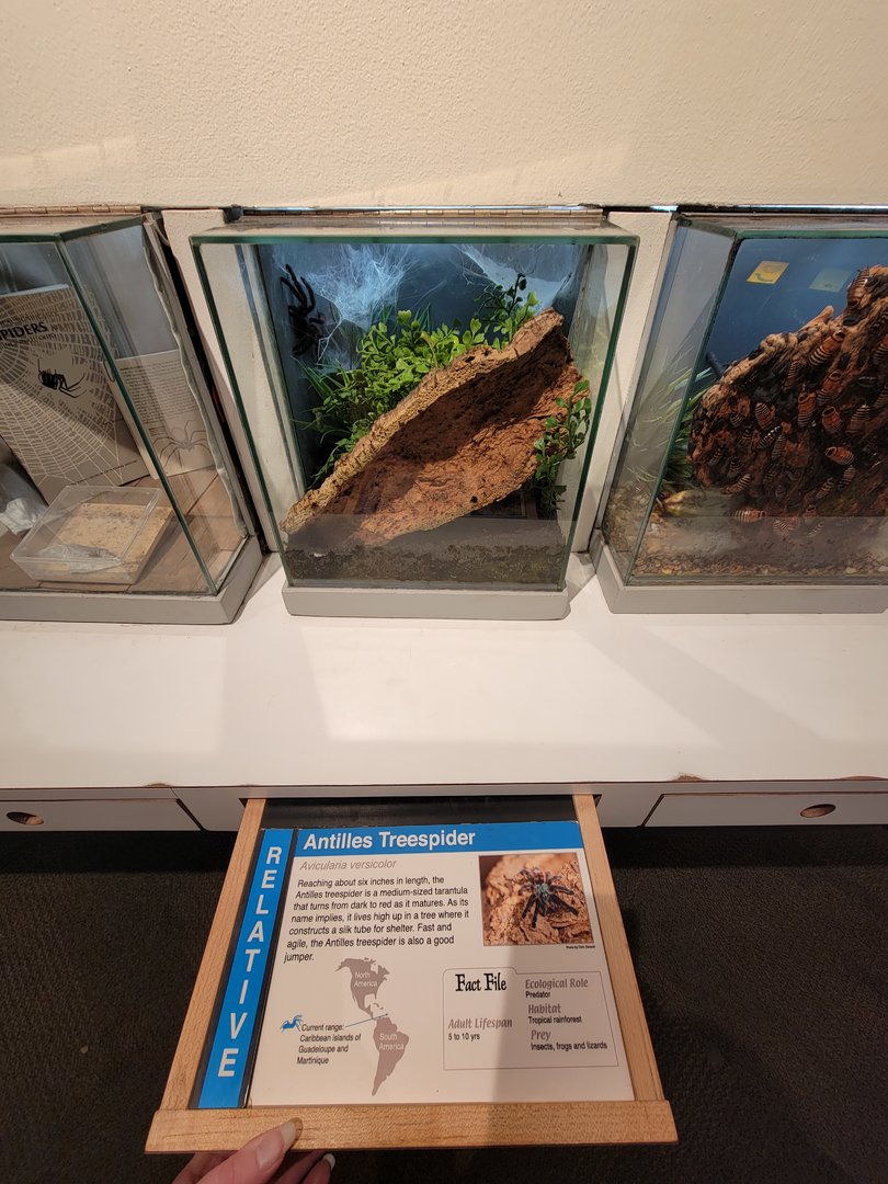 Cincinnati 5/22 - World of Insects, Anthropods, Antilles treespider, Avicularia versicolor