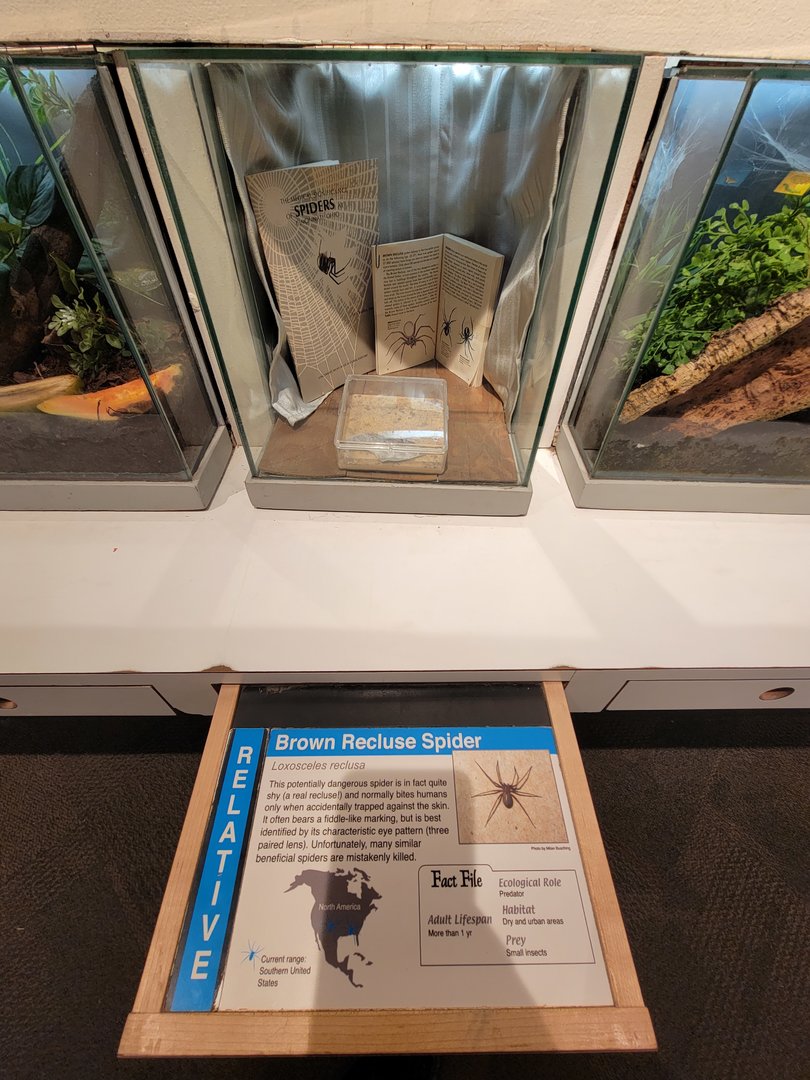 Cincinnati 5/22 - World of Insects, Anthropods, brown recluse, Loxosceles reclusa