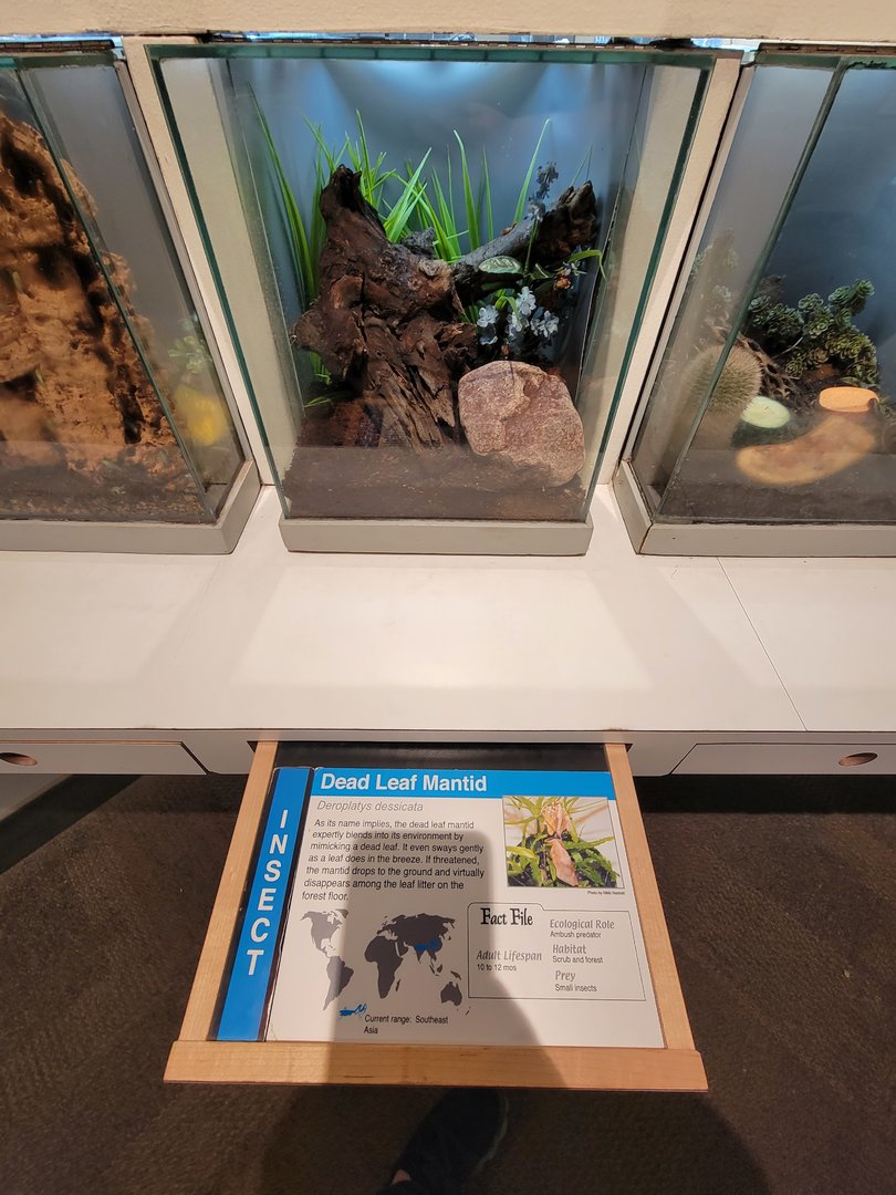 Cincinnati 5/22 - World of Insects, Anthropods, dead leaf mantid, Deroplatys dessicata