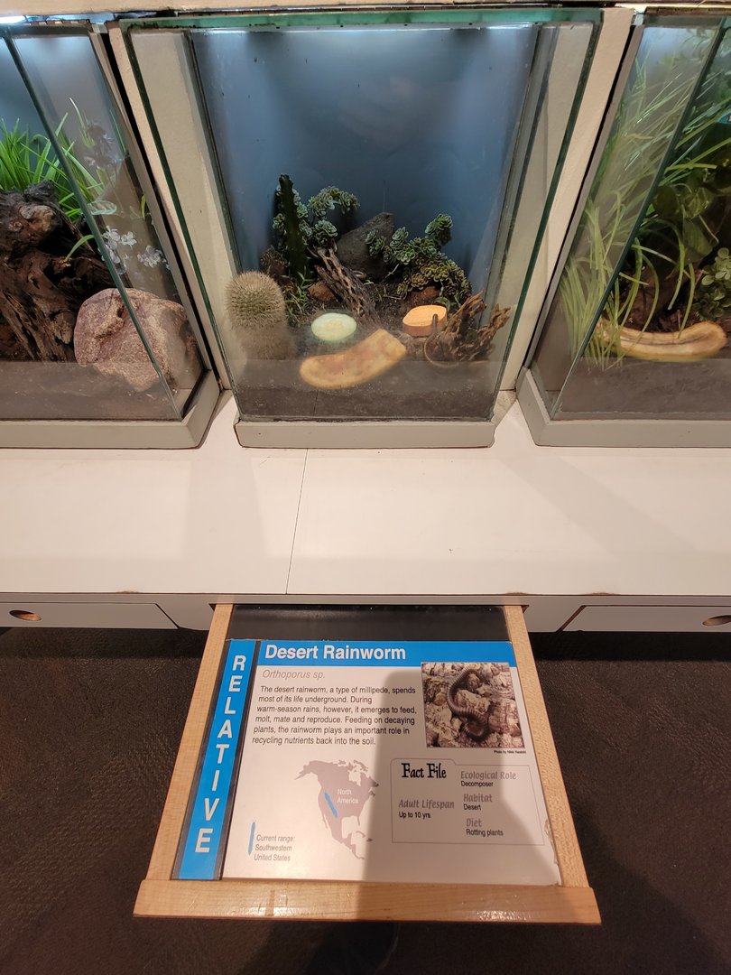 Cincinnati 5/22 - World of Insects, Anthropods, desert rainworm, Orthoporus sp.