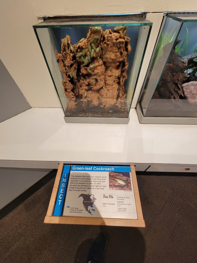 Cincinnati 5/22 - World of Insects, Anthropods, green-leaf cockroach, Panchlora nivea