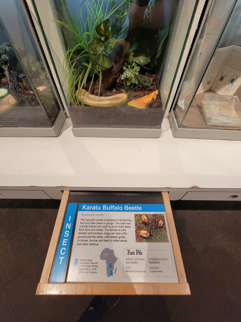 Cincinnati 5/22 - World of Insects, Anthropods, Karatu buffalo beatle, Eudicella smithi