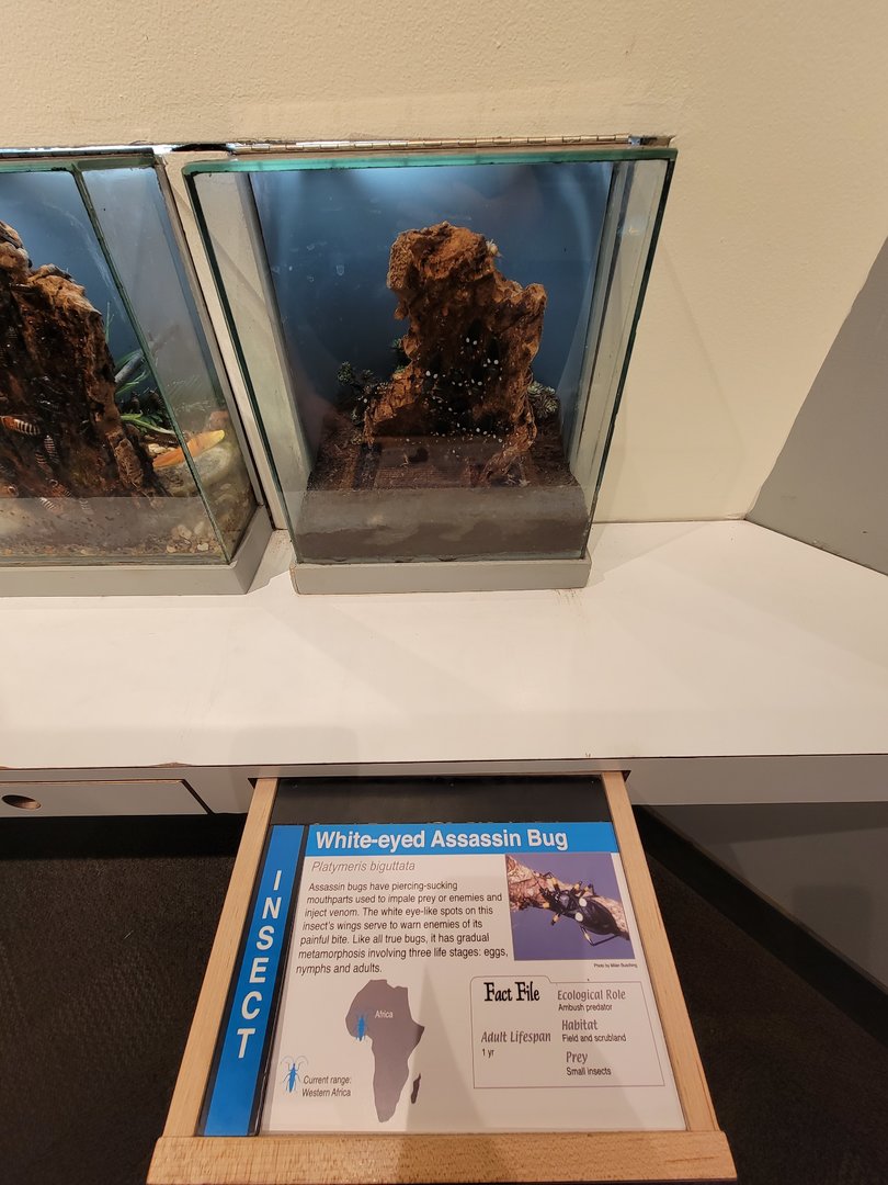 Cincinnati 5/22 - World of Insects, Anthropods, white-eyed assassin bug, Platymeris biguttata