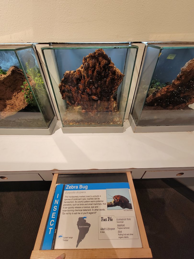 Cincinnati 5/22 - World of Insects, Anthropods, zebra bug, Eurycotis dicipiens