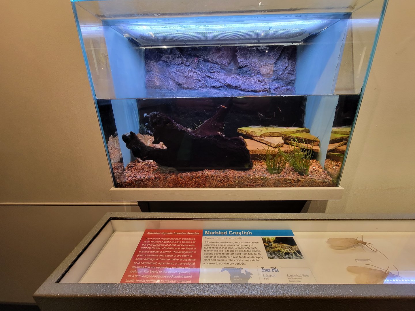 Cincinnati 5/22 - World of Insects, Aquatic Invasive Species marbled crayfish, Procambarus f. virginalis