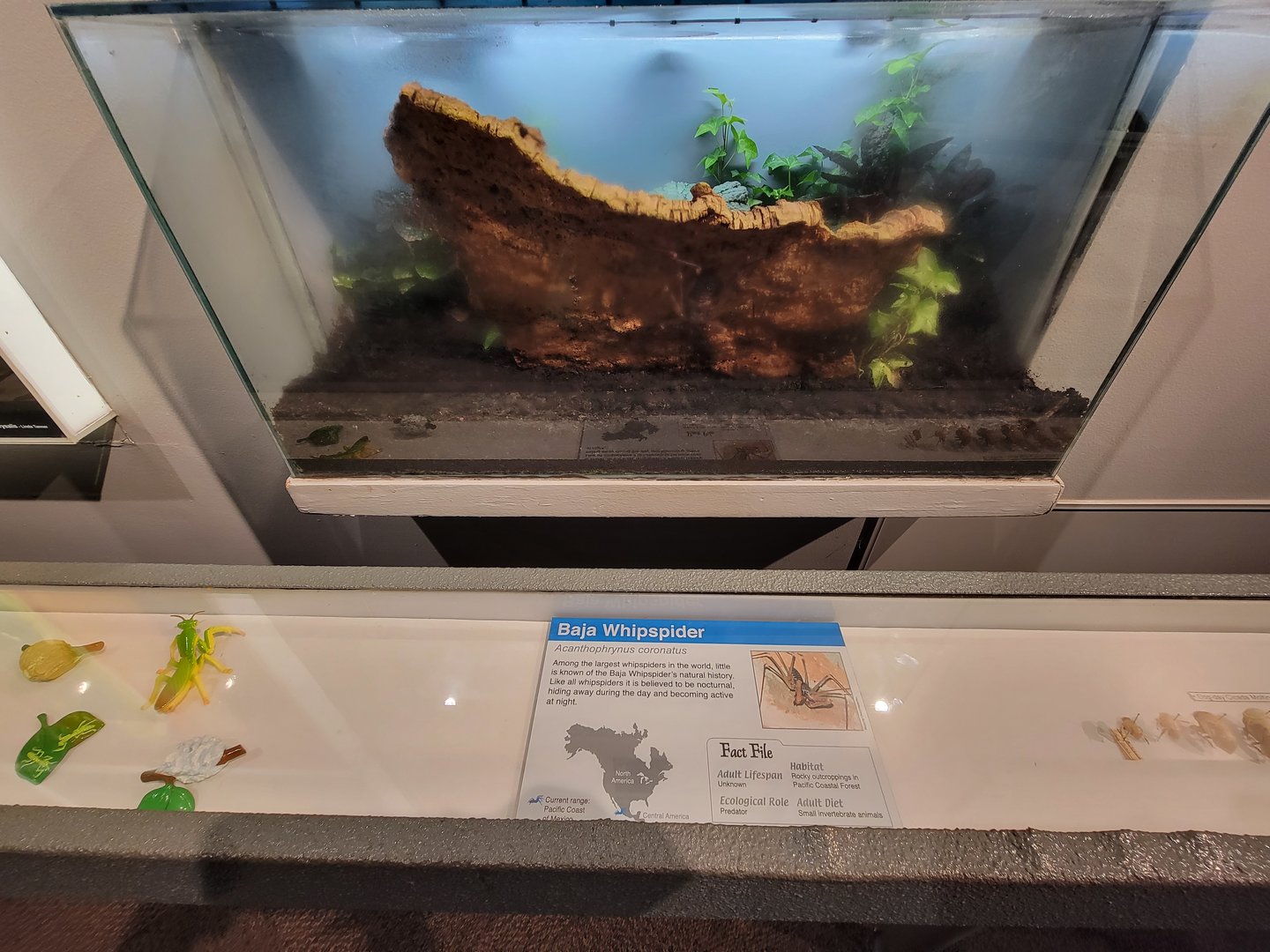 Cincinnati 5/22 - World of Insects, Baja whispider, Acanthophrynus coronatus