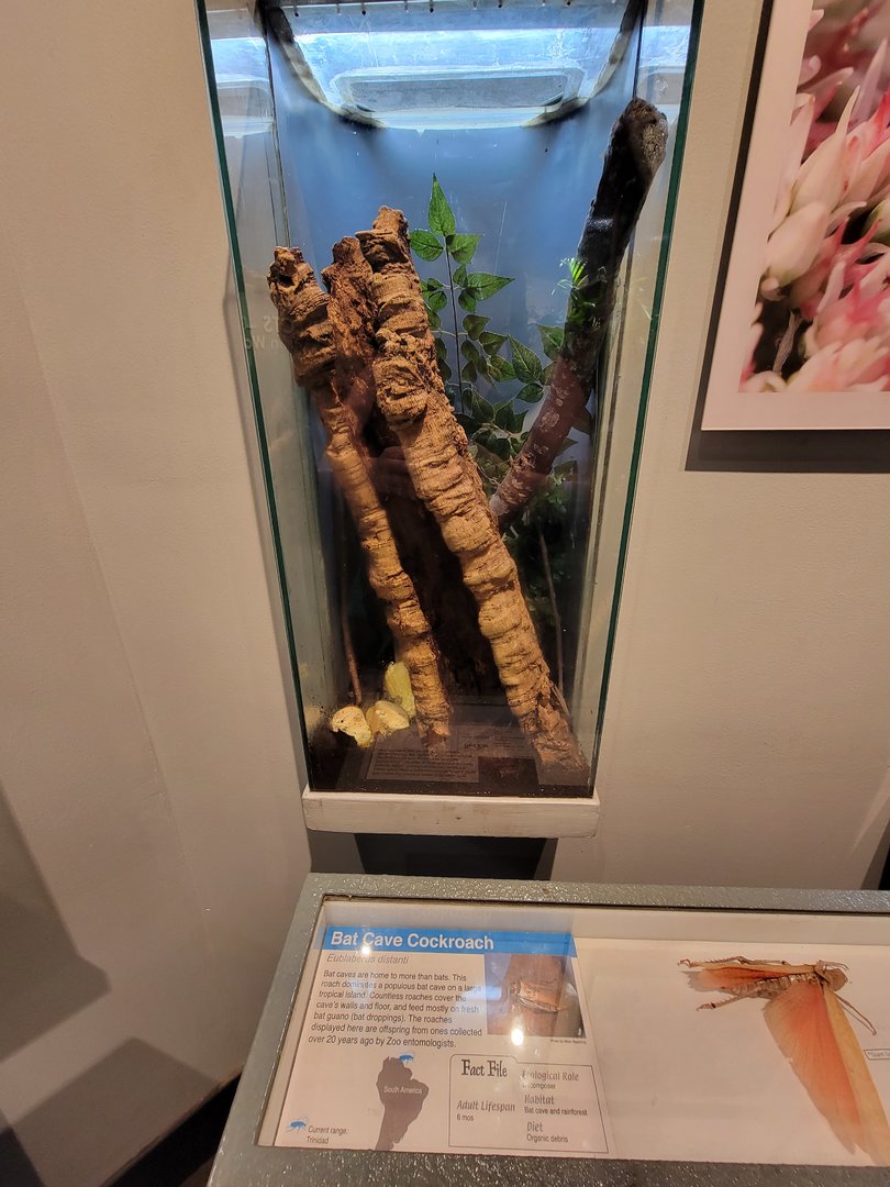 Cincinnati 5/22 - World of Insects, bat cave cockroach, Eublaberus distanti