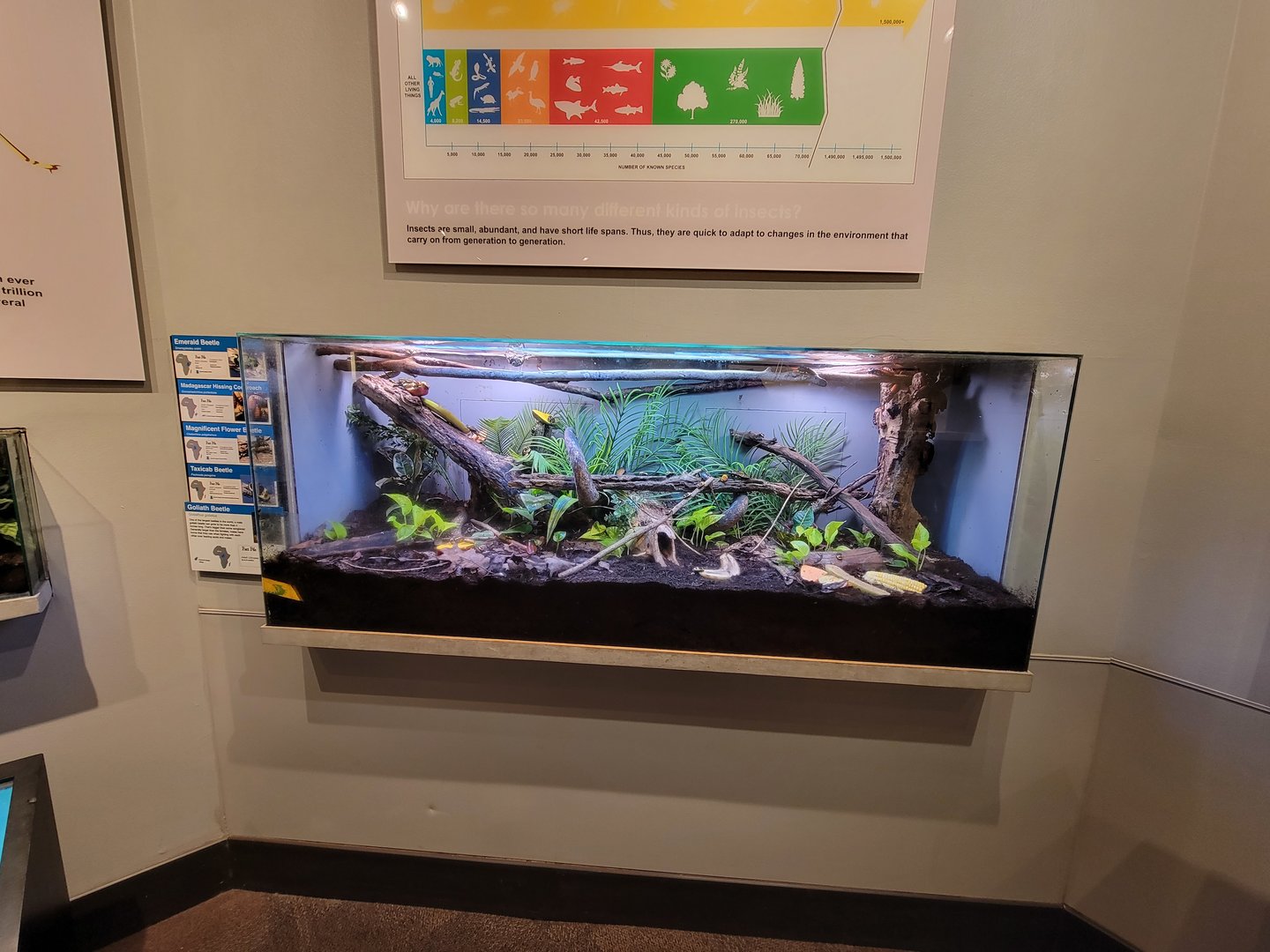 Cincinnati 5/22 - World of Insects, beetles