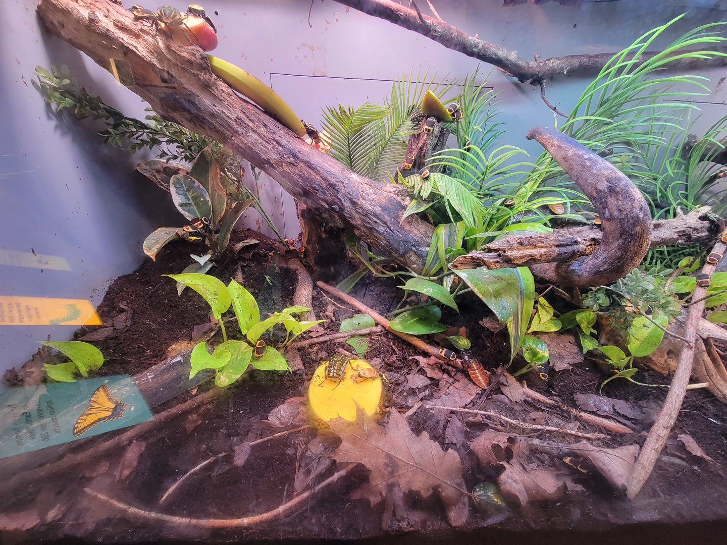 Cincinnati 5/22 - World of Insects, beetles