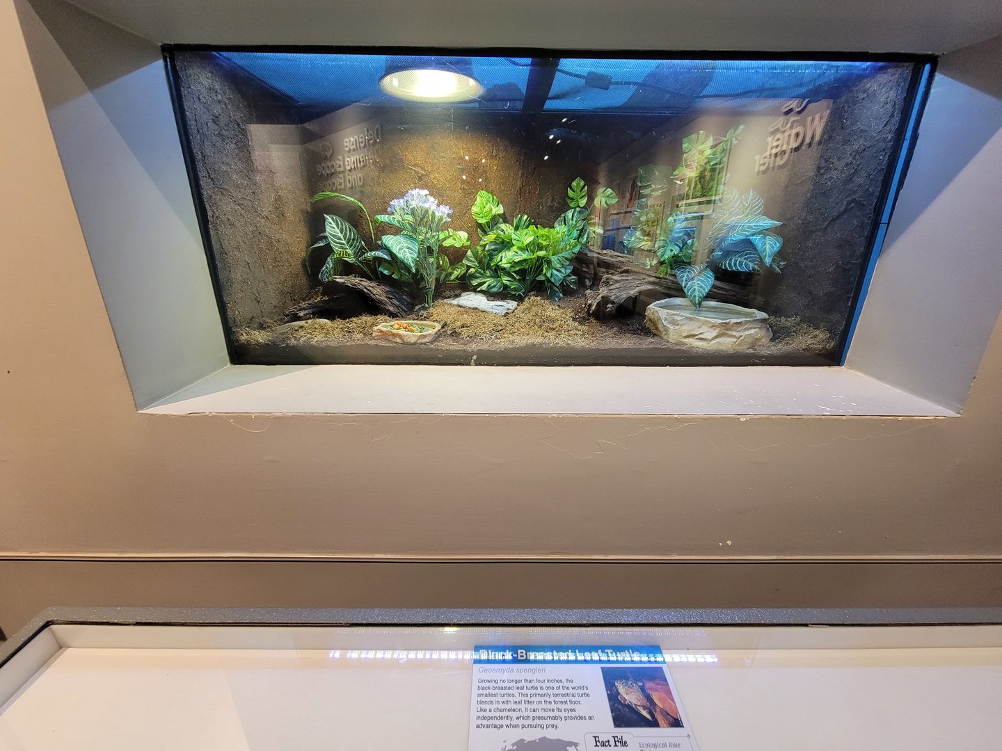 Cincinnati 5/22 - World of Insects, black-breasted leaf turtle, Geoemyda spengleri