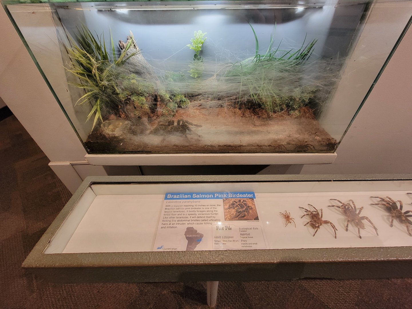 Cincinnati 5/22 - World of Insects, Brazilian salmon pink birdeater, Lasiodora parahybana