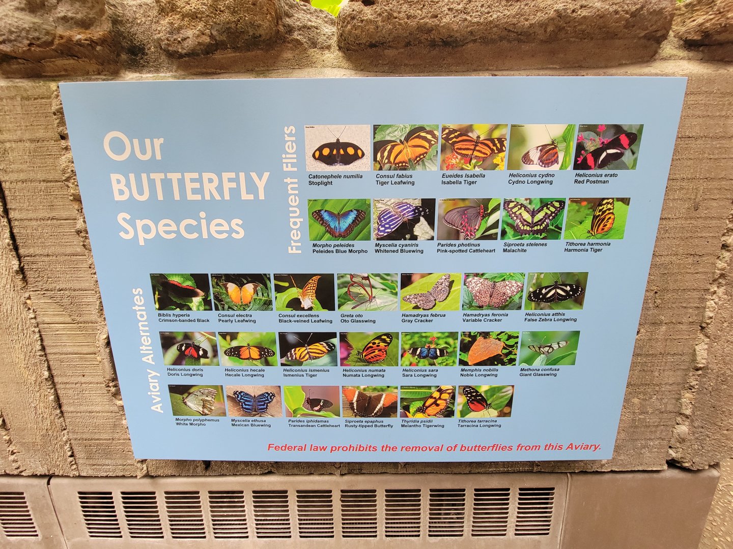 Cincinnati 5/22 - World of Insects, Butterfly walkthrough, supposed species
