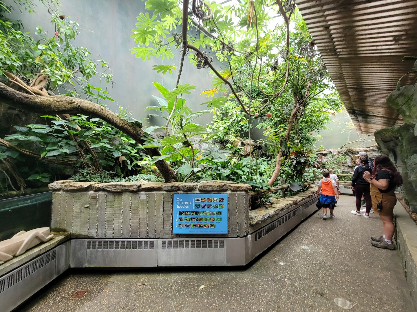 Cincinnati 5/22 - World of Insects, Butterfly walkthrough