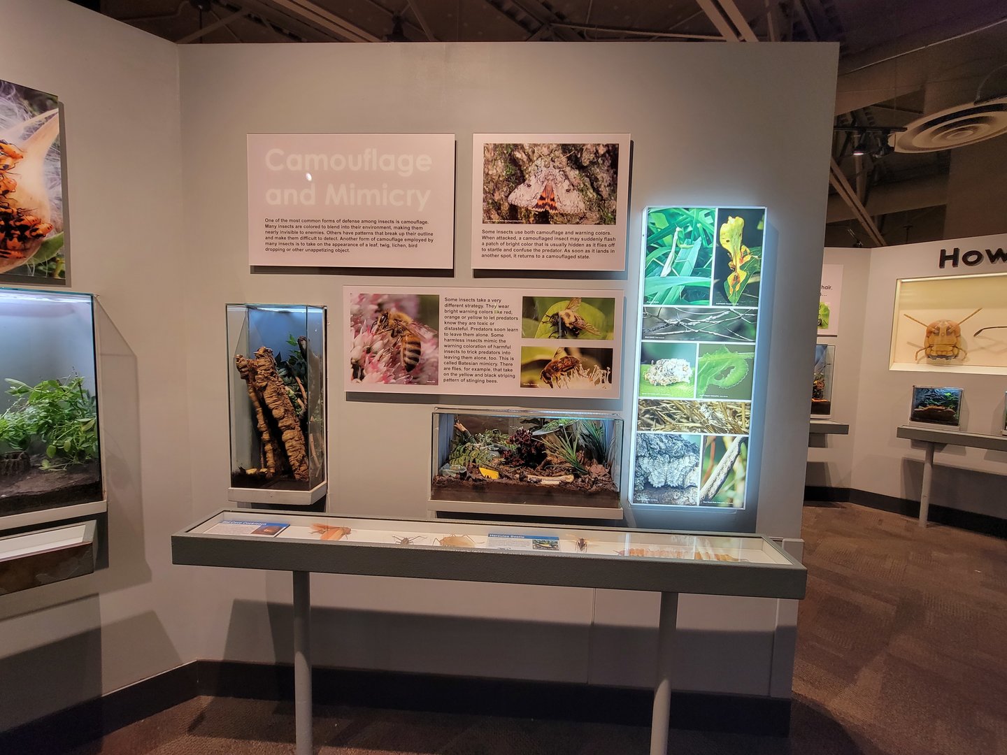 Cincinnati 5/22 - World of Insects, Camouflage and Mimicry