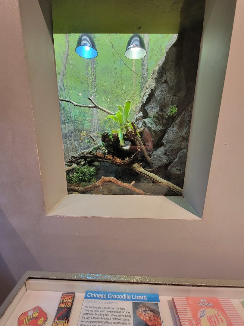 Cincinnati 5/22 - World of Insects, Chinese crocodile lizard, Shinisaurus crocodilurus