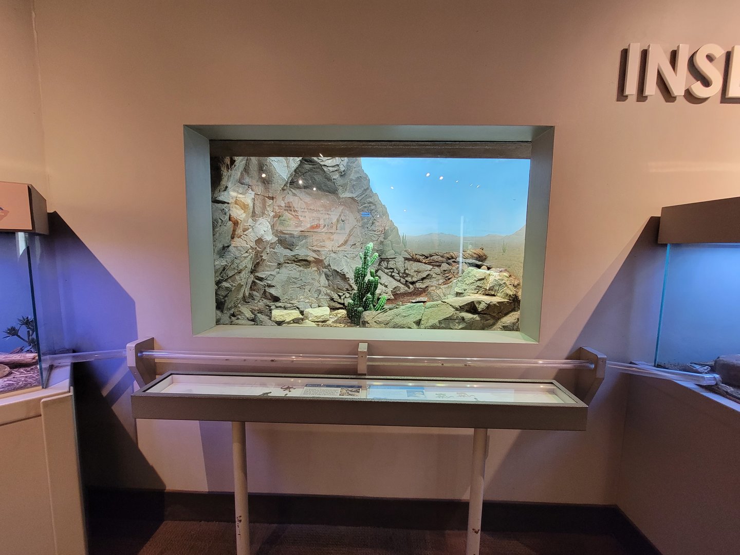 Cincinnati 5/22 - World of Insects, chuckwalla and blue spiny lizard