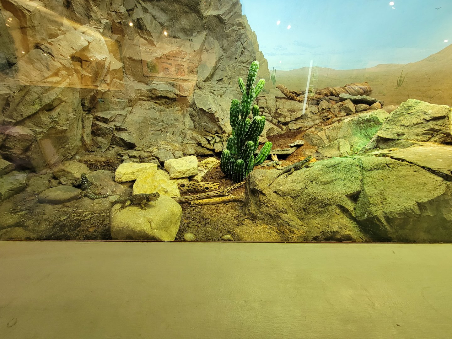 Cincinnati 5/22 - World of Insects, chuckwalla and blue spiny lizard