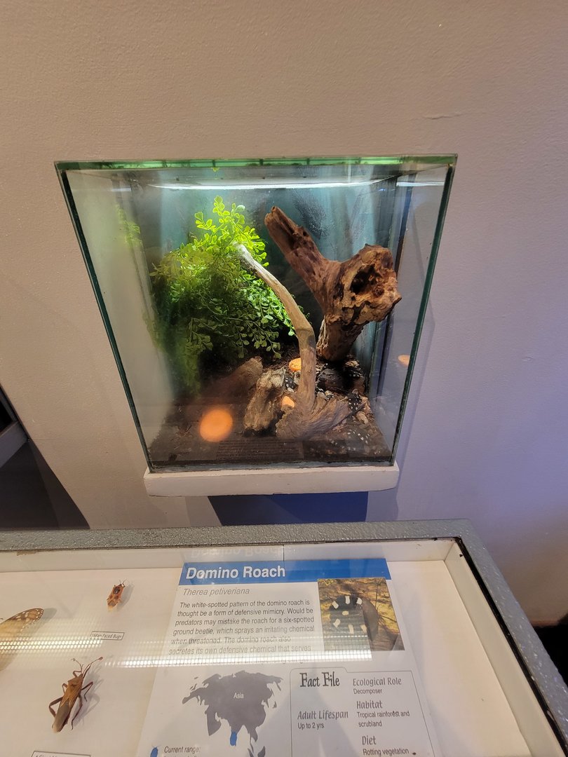 Cincinnati 5/22 - World of Insects, domino roach, Therea petiveriana