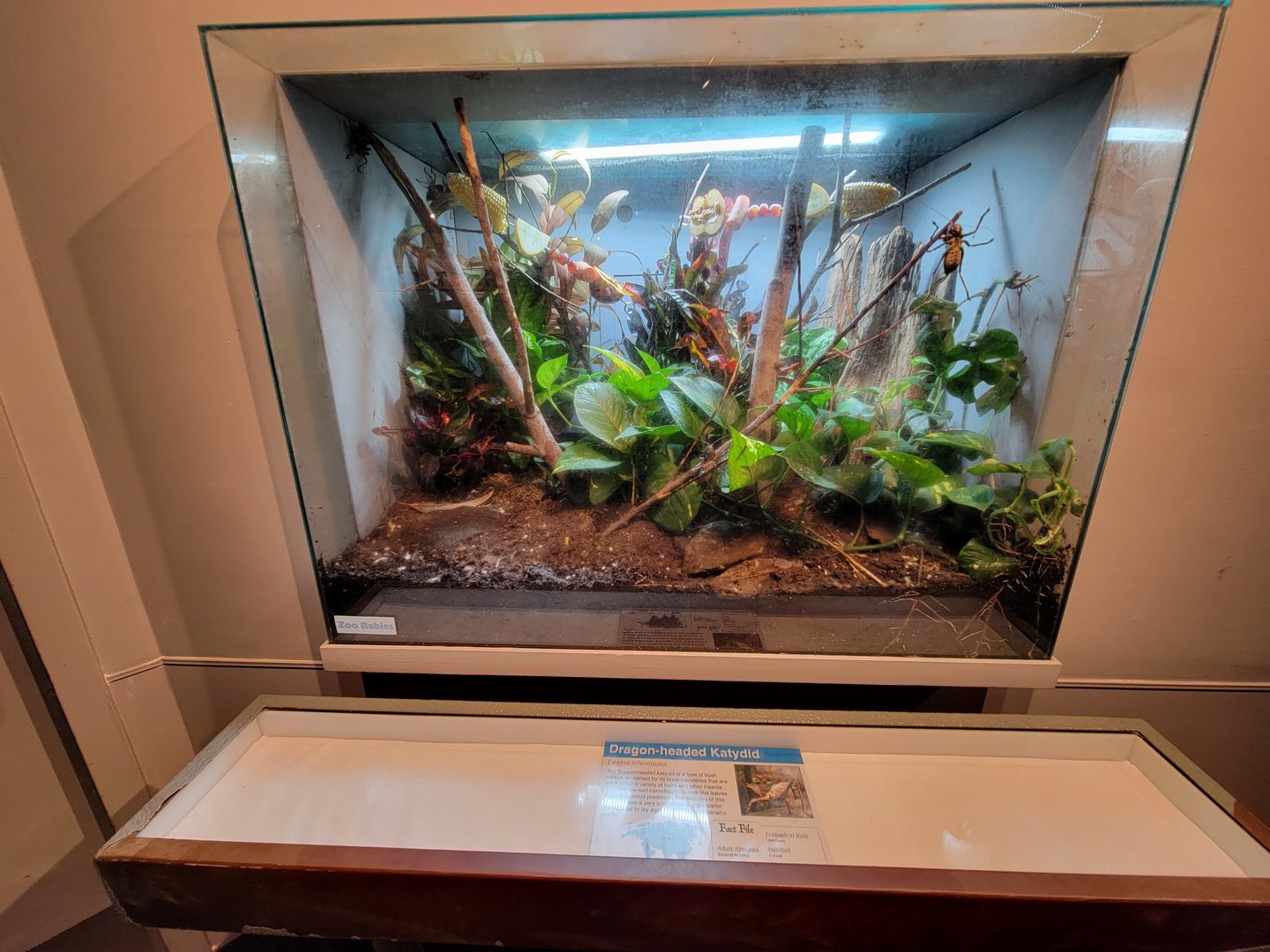 Cincinnati 5/22 - World of Insects, dragon-headed katydid, Lesina intermedia