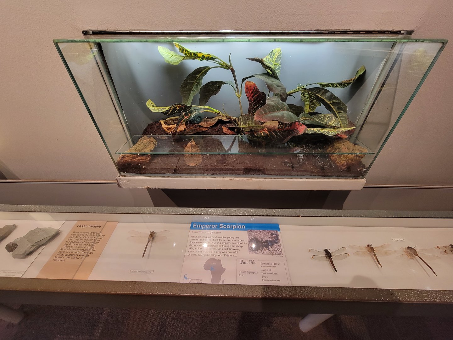 Cincinnati 5/22 - World of Insects, emperor scorpion, Pandinus imperator