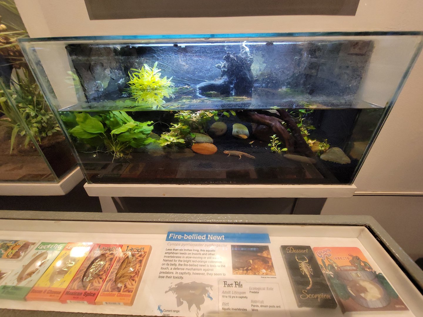 Cincinnati 5/22 - World of Insects, fire-bellied newt, Cynops pyrrhogaster pyrrhogaster