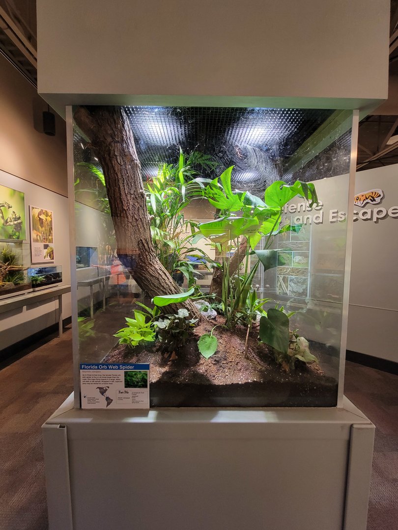 Cincinnati 5/22 - World of Insects, Florida orb web spider, Nephila clavipes