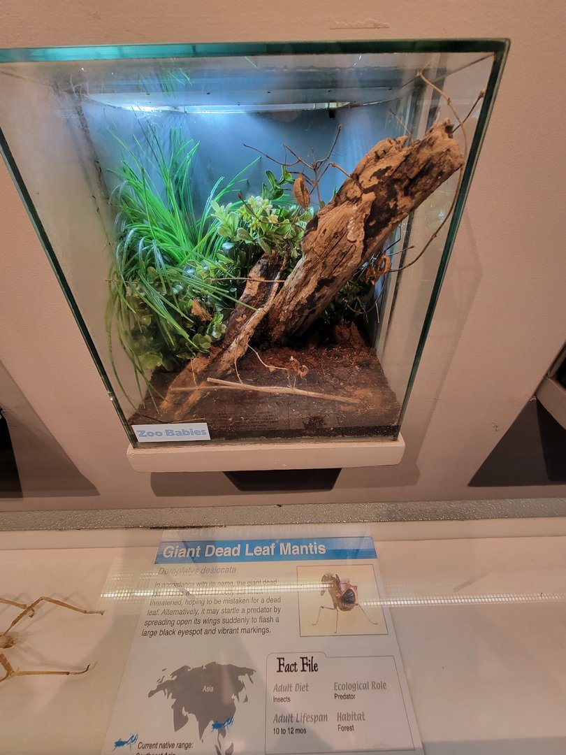 Cincinnati 5/22 - World of Insects, giant dead leaf mantis, Deroplatys desiccata (zoo babies)