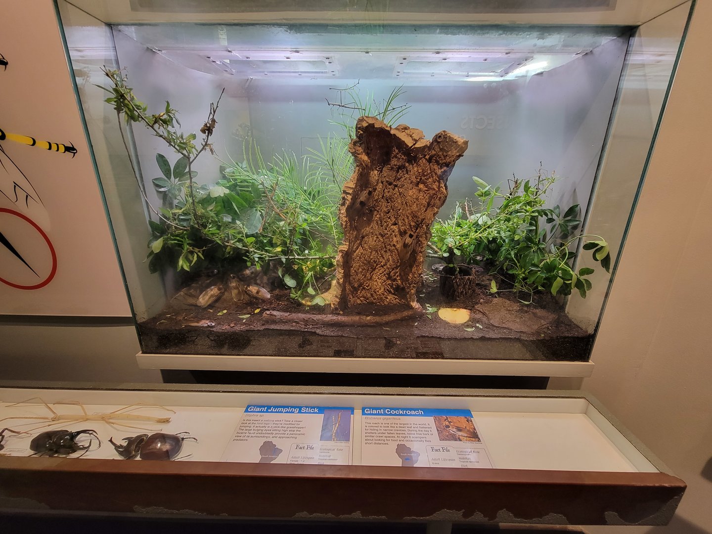 Cincinnati 5/22 - World of Insects, giant jumping stick and giant cockroach