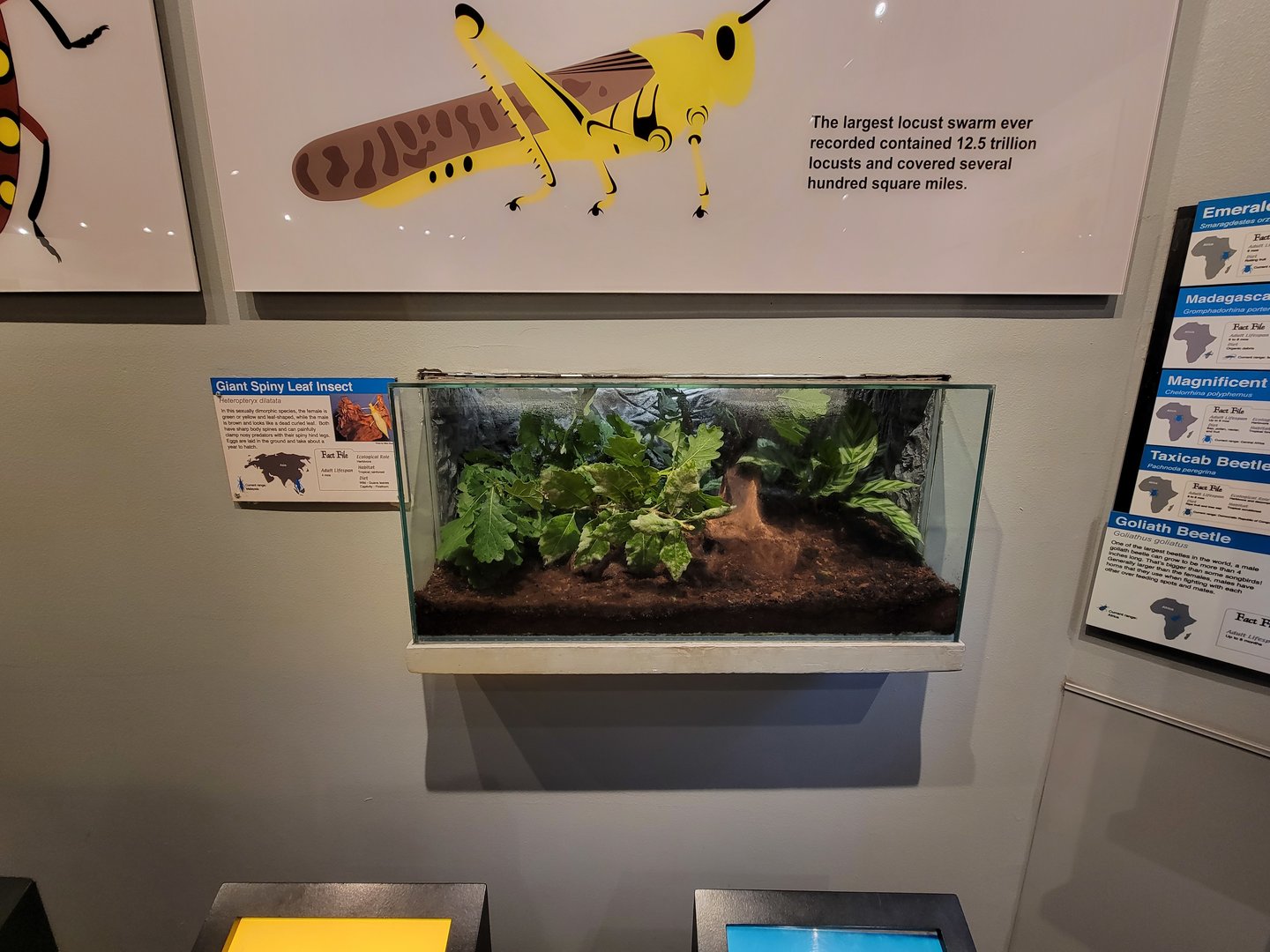 Cincinnati 5/22 - World of Insects, giant spiny leaf insect, Heteropteryx dilatata