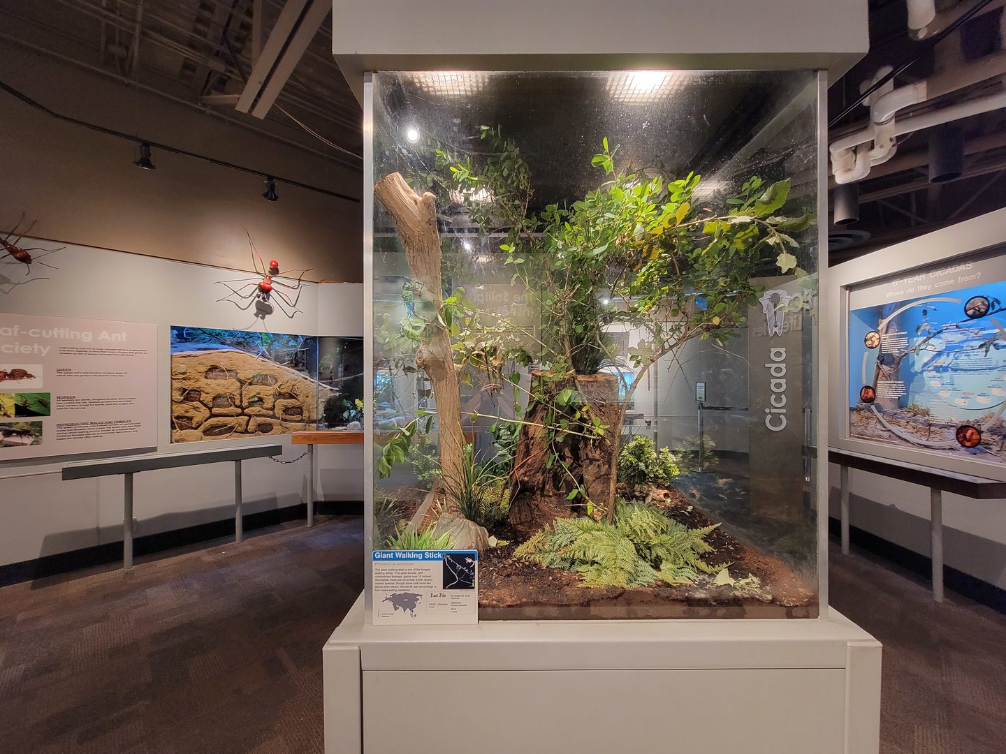 Cincinnati 5/22 - World of Insects, giant walking stick, Phobaeticus serratipes