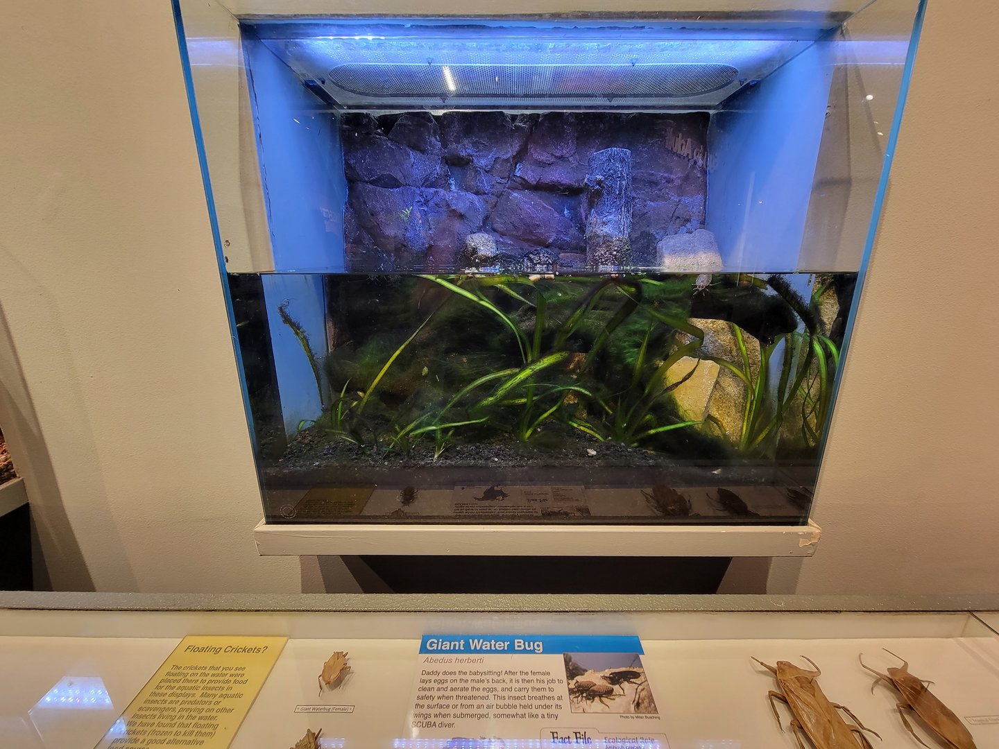 Cincinnati 5/22 - World of Insects, giant water bug, Abedus herberti