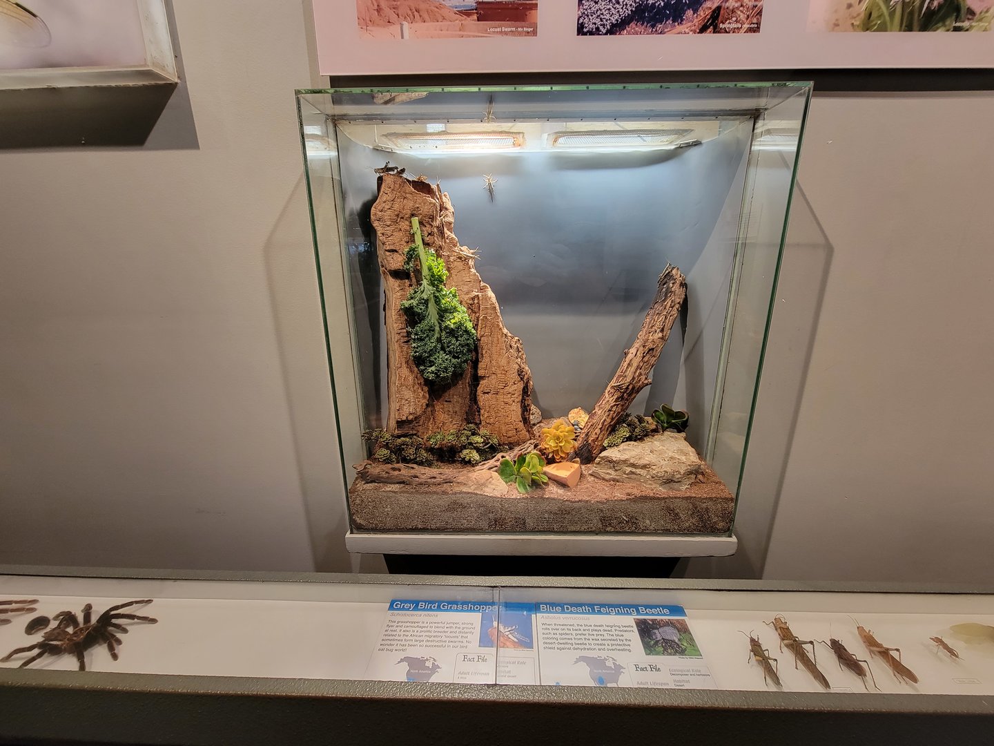 Cincinnati 5/22 - World of Insects, grey bird grasshopper and blue death-feigning beetle