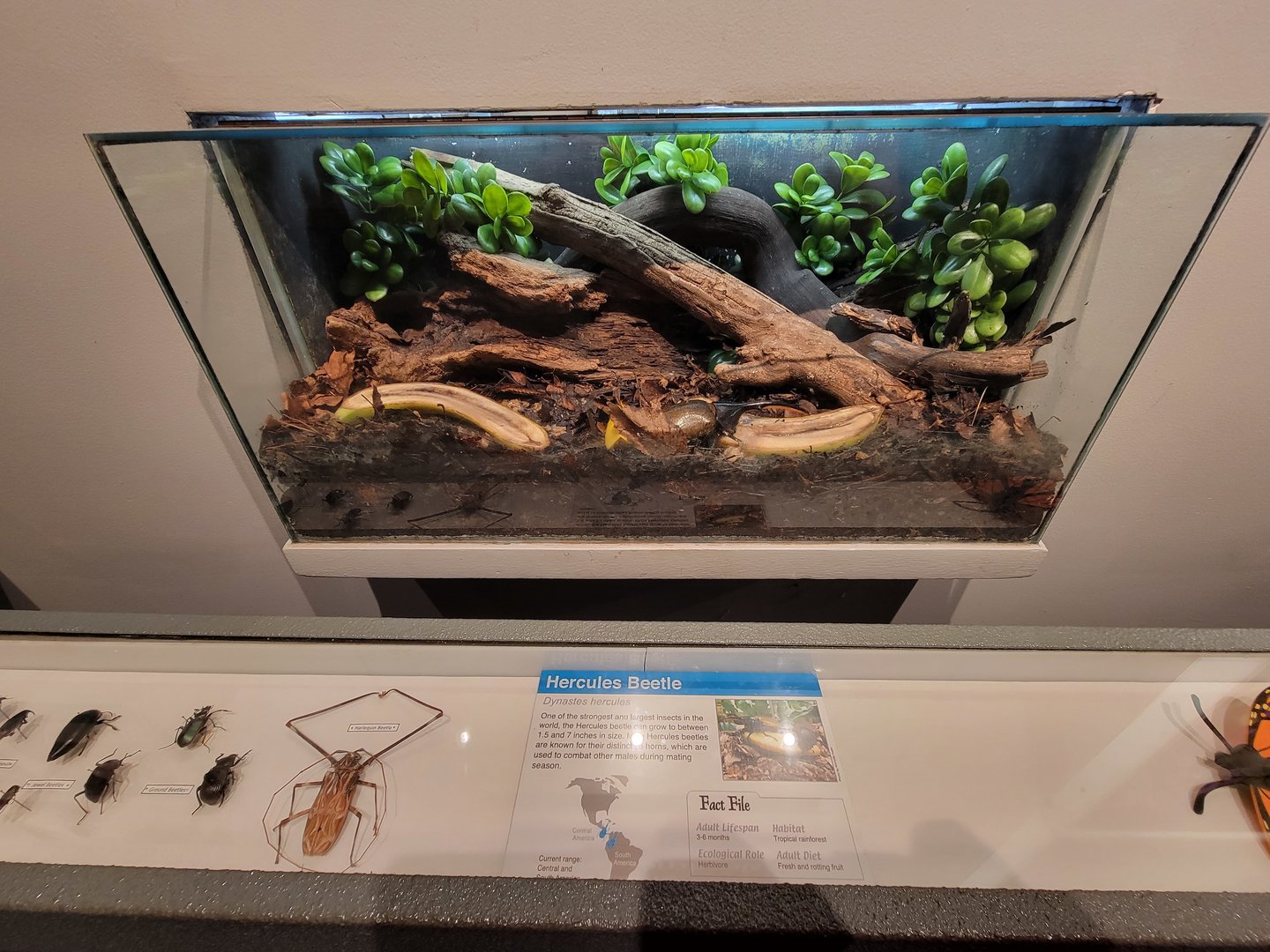 Cincinnati 5/22 - World of Insects, hercules beetle again, Dynastes hercules