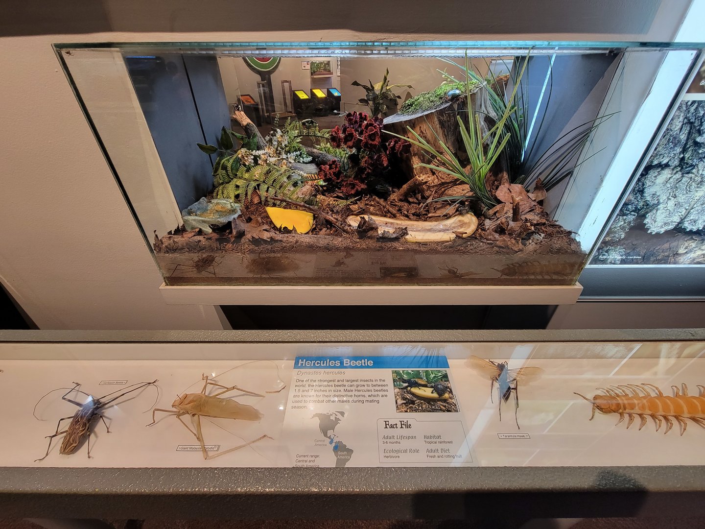 Cincinnati 5/22 - World of Insects, hercules beetle, Dynastes hercules