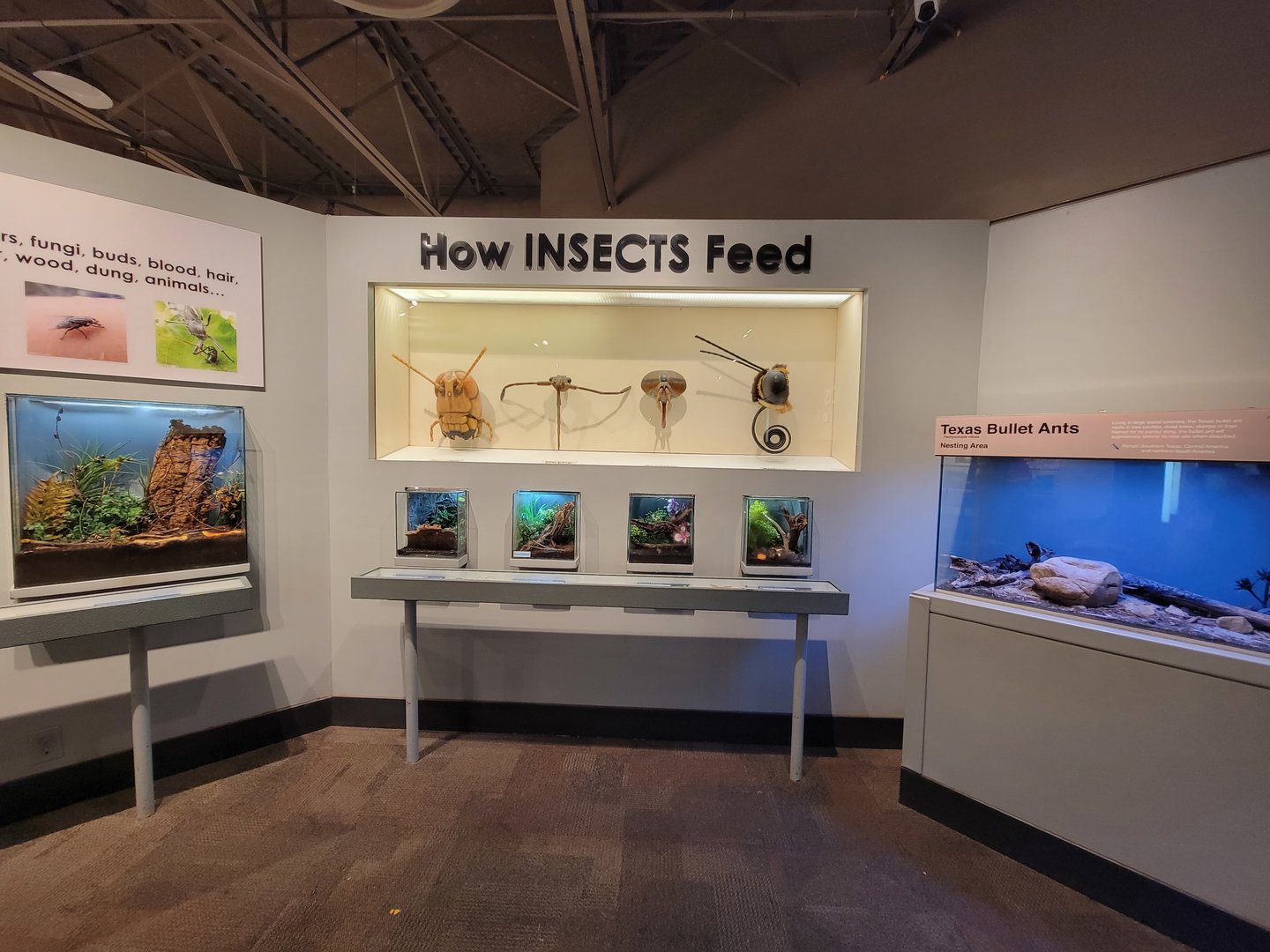 Cincinnati 5/22 - World of Insects, How Insects Feed