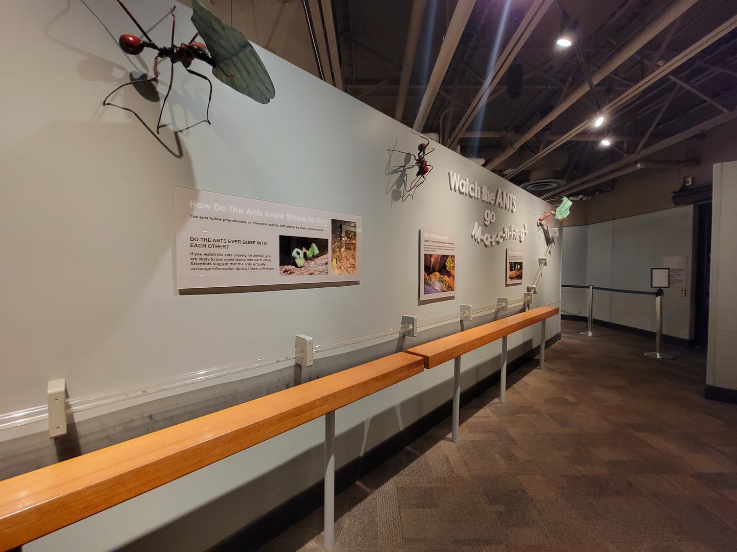 Cincinnati 5/22 - World of Insects, leaf-cutter ants marching