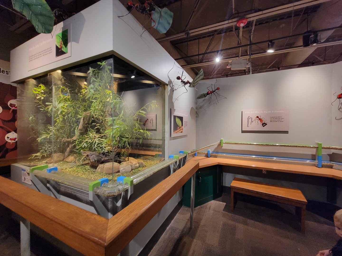 Cincinnati 5/22 - World of Insects, leaf-cutter ants, the operation center