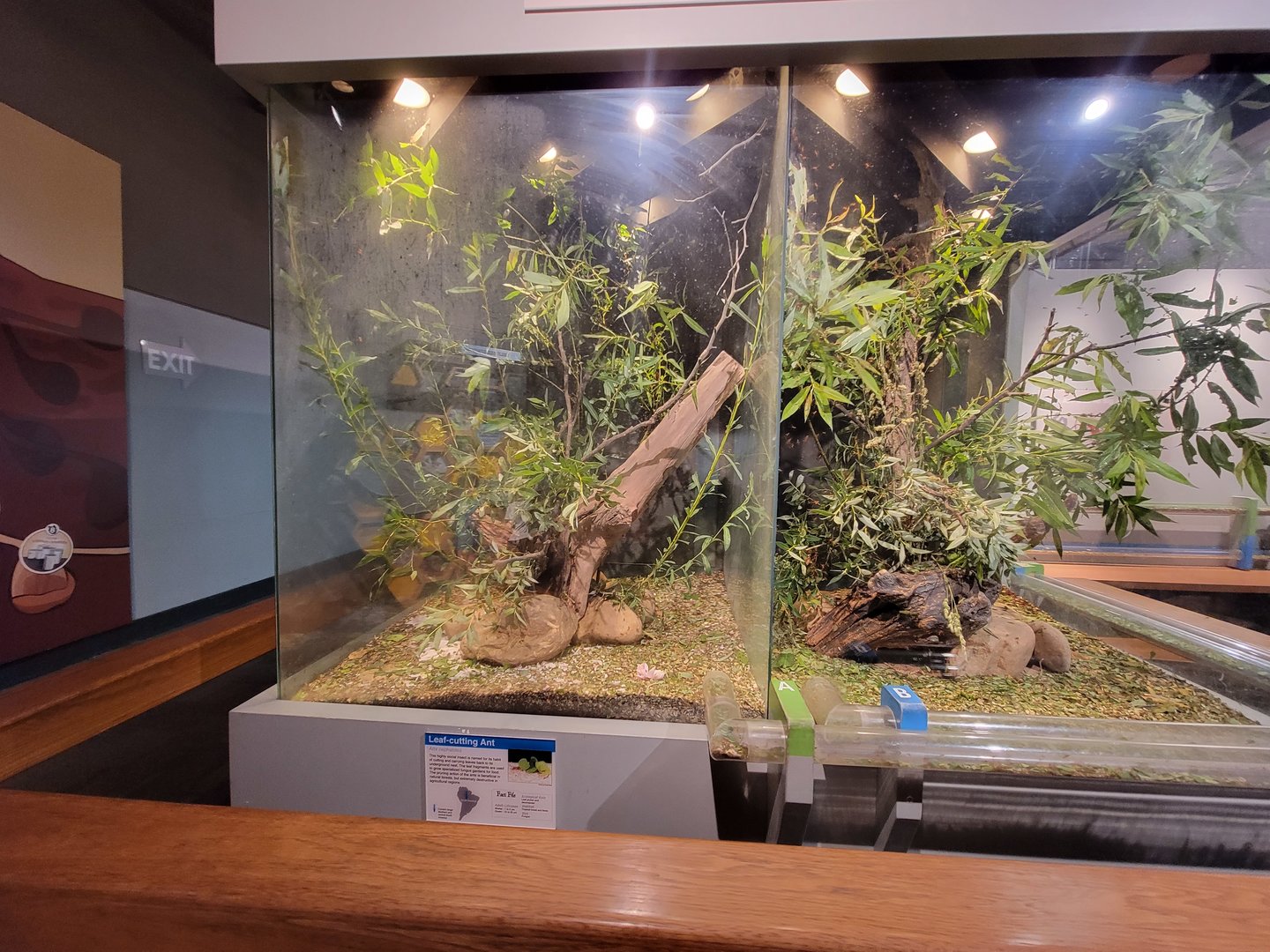 Cincinnati 5/22 - World of Insects, leaf-cutter ants, the operation center