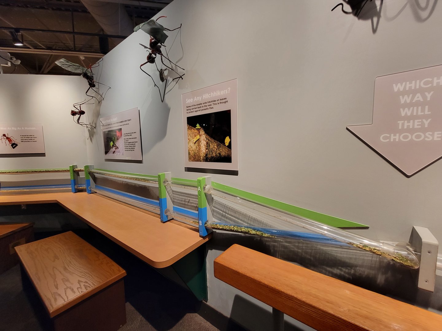 Cincinnati 5/22 - World of Insects, leaf-cutter ants working