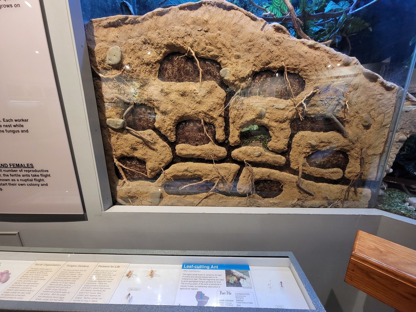 Cincinnati 5/22 - World of Insects, leaf-cutting ant, Atta cephalotes