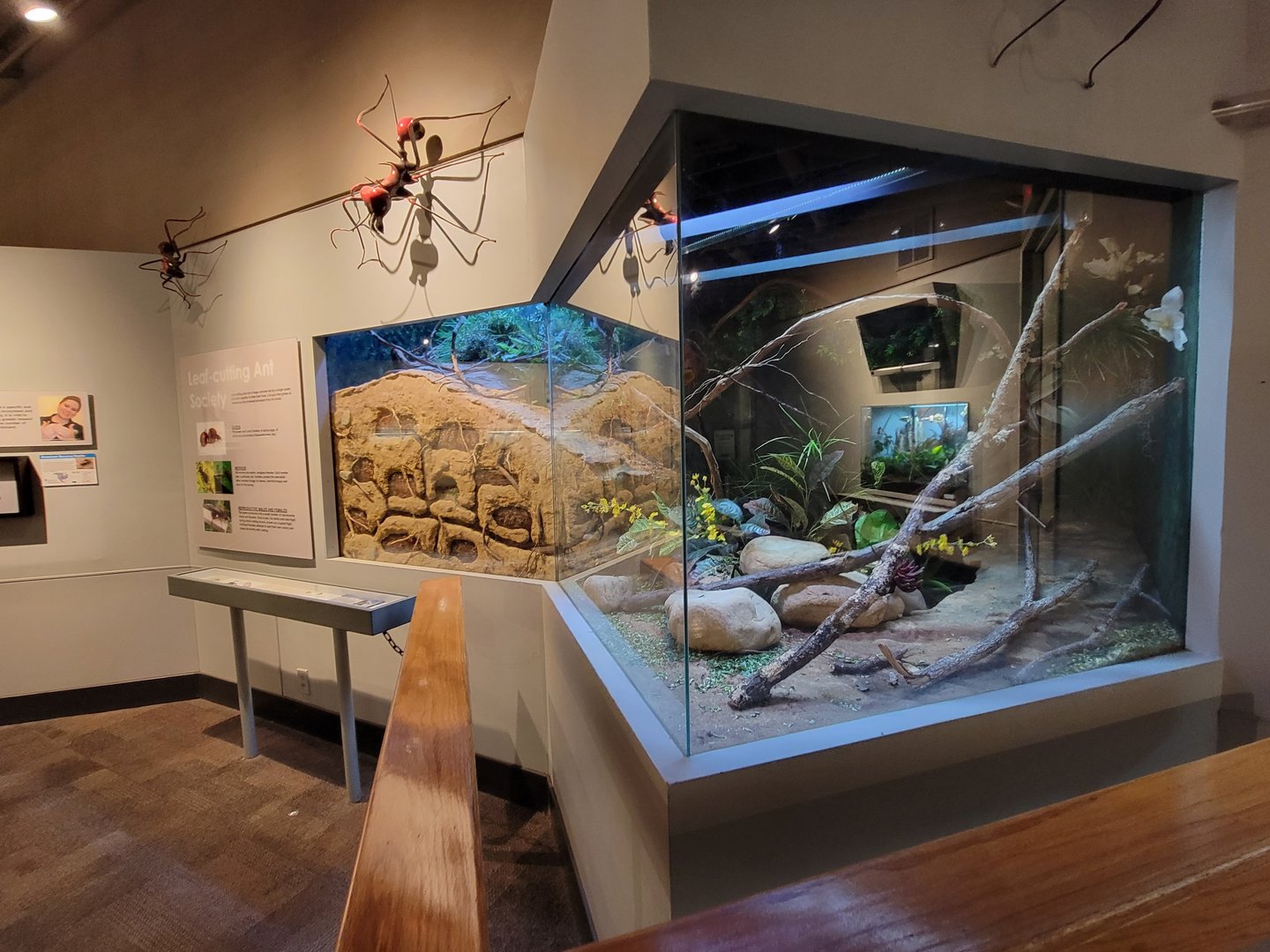 Cincinnati 5/22 - World of Insects, leaf-cutting ant, Atta cephalotes