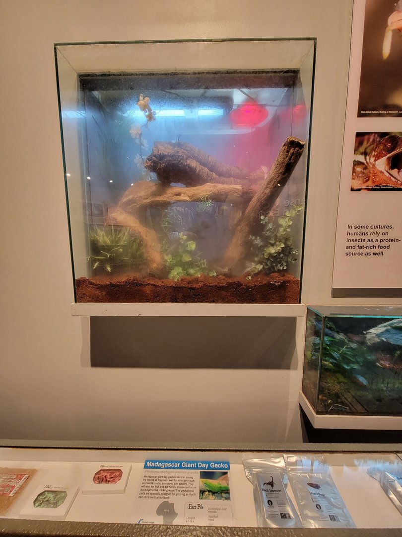 Cincinnati 5/22 - World of Insects, Madagascar giant day gecko, Phelsuma madagascariensis grandis