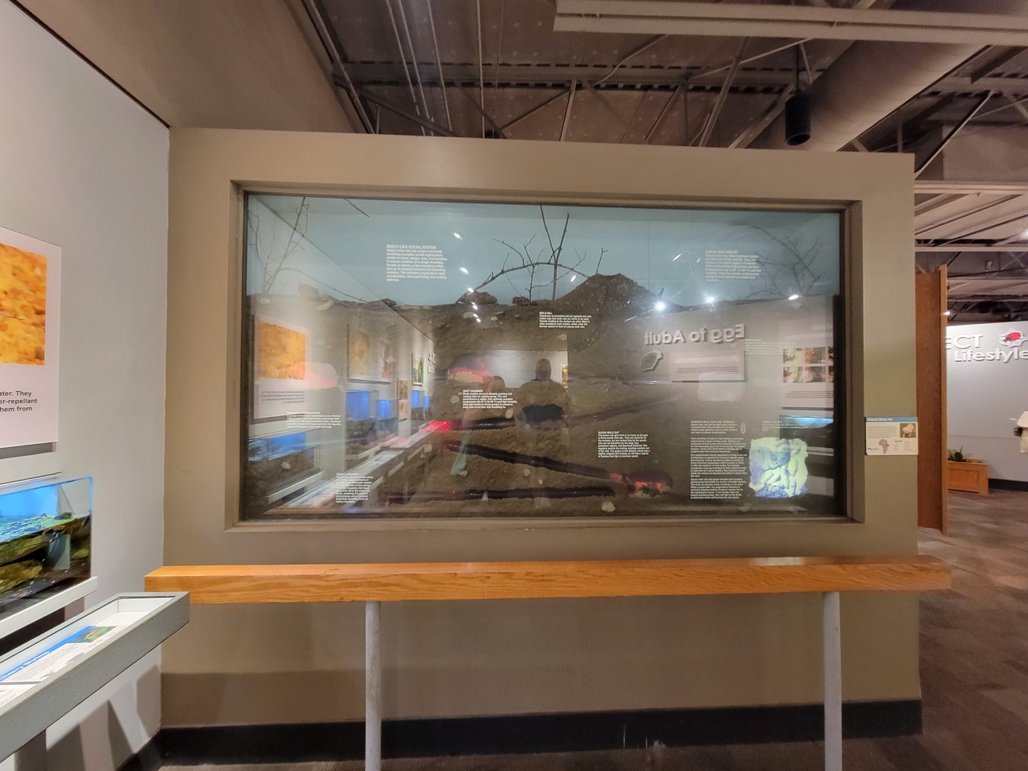 Cincinnati 5/22 - World of Insects, naked mole-rats