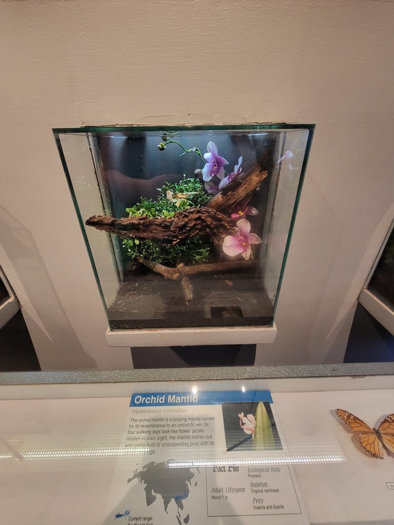 Cincinnati 5/22 - World of Insects, orchid mantid, Hymenopus coronatus