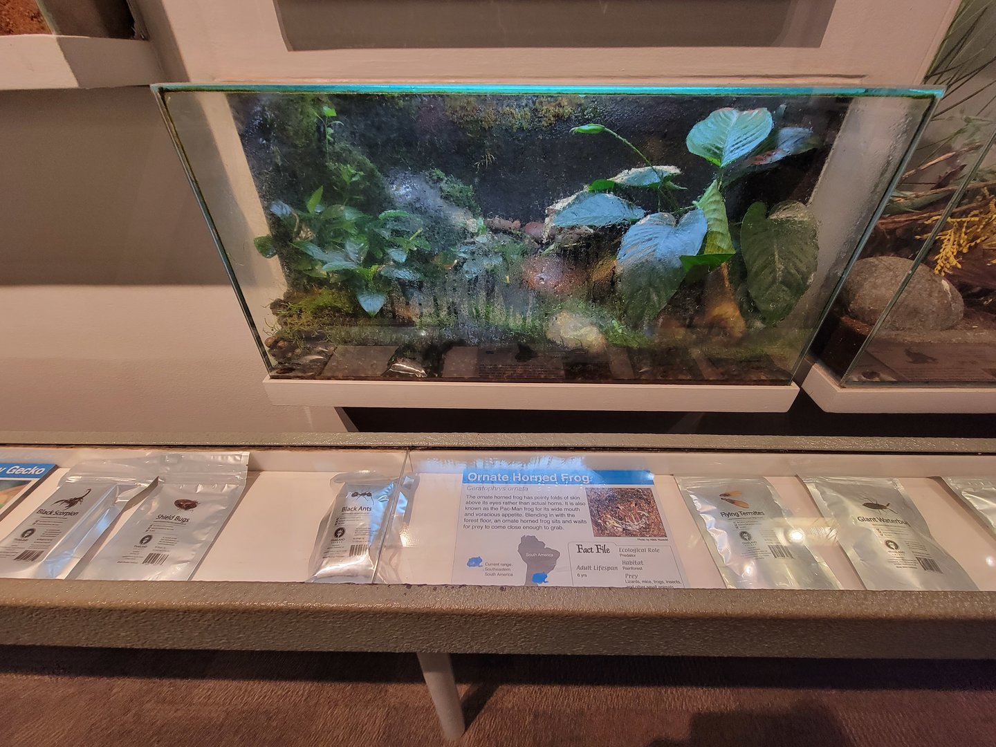 Cincinnati 5/22 - World of Insects, ornate horned frog, Caratophrys ornata