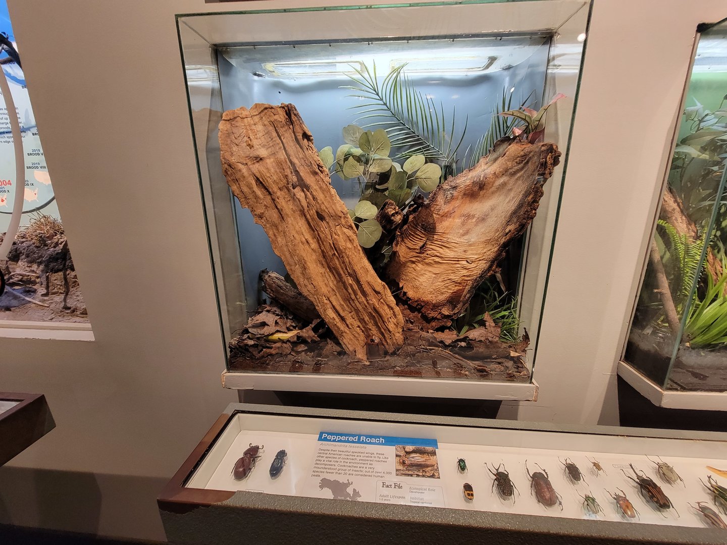 Cincinnati 5/22 - World of Insects, peppered roach, Archimandrita tesselata