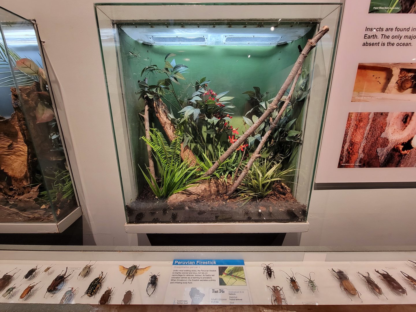 Cincinnati 5/22 - World of Insects, Peruvian firestick, Oreophoetes peruana