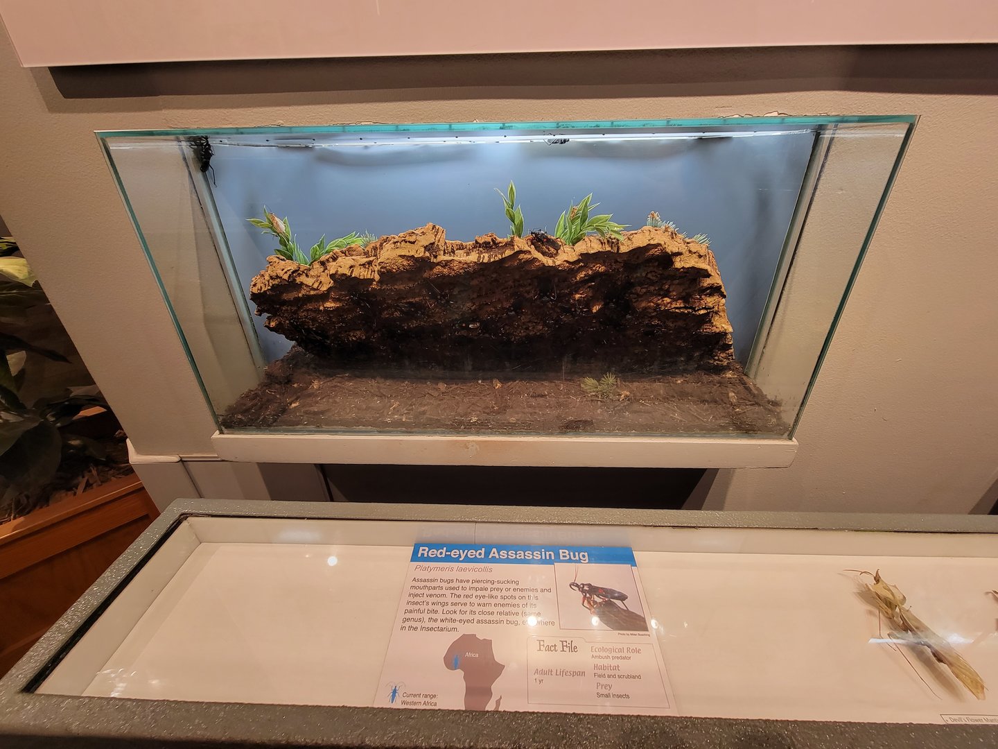 Cincinnati 5/22 - World of Insects, red-eyed assassin bug, Platymeris laevicollis