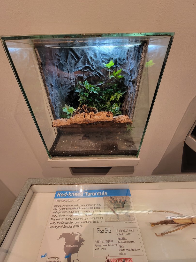 Cincinnati 5/22 - World of Insects, red-kneed tarantula, Brachypelma smithi