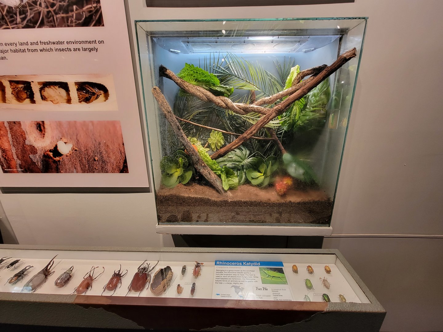 Cincinnati 5/22 - World of Insects, rhinoceros katydid, Copiphora rhinoceros